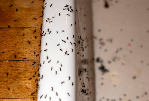 Best Termite Control Services  in St Marys, KS