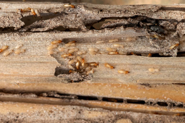 Best Pest Control Treatment  in St Marys, KS