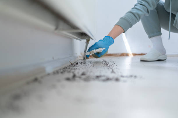 Best Rat Extermination Near Me  in St Marys, KS